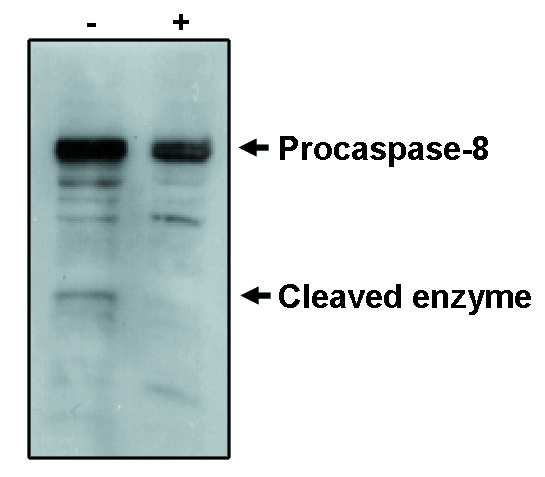 Western blot analysis using caspase-8 antibody on MCF-7 cells negative (-) and positive (+) for caspase-3 after treatment for 48 hours with thapsigargin. Antibody detects the proenzyme and one of the cleavage products.